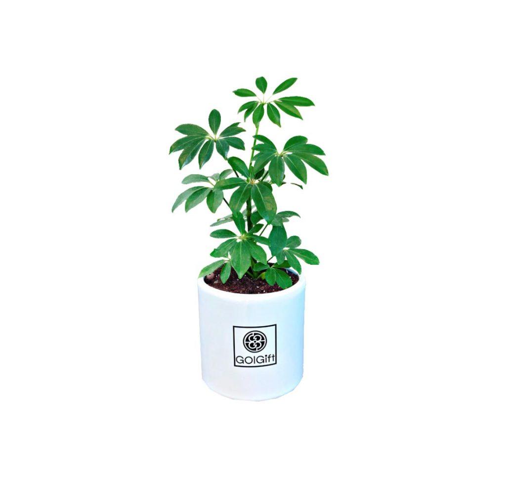 قیمت روز بونسای