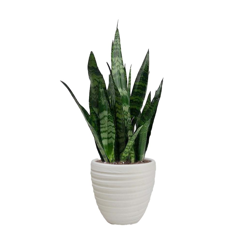 خرابکاری در گلخانه ی سویس